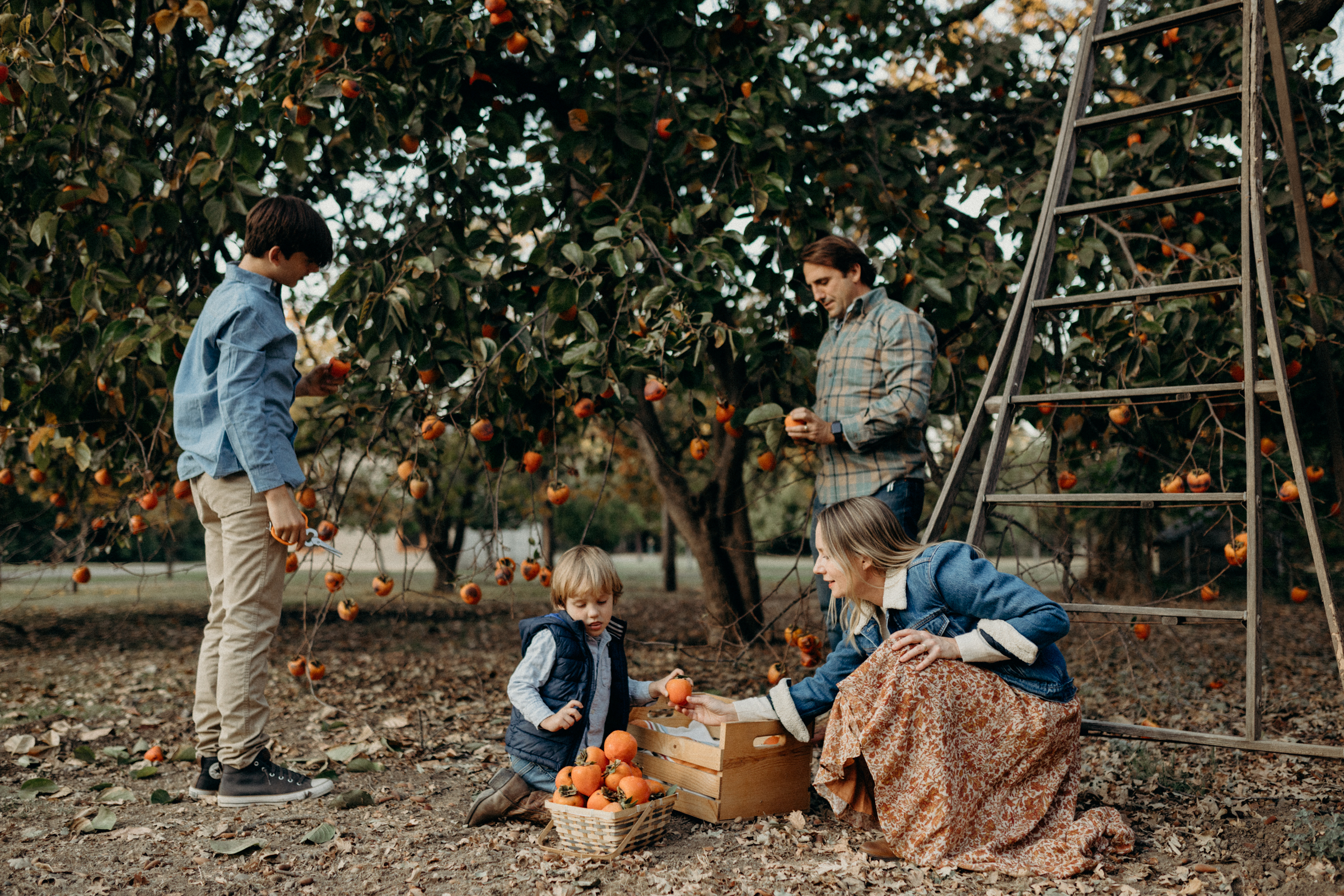 family picking persimmons